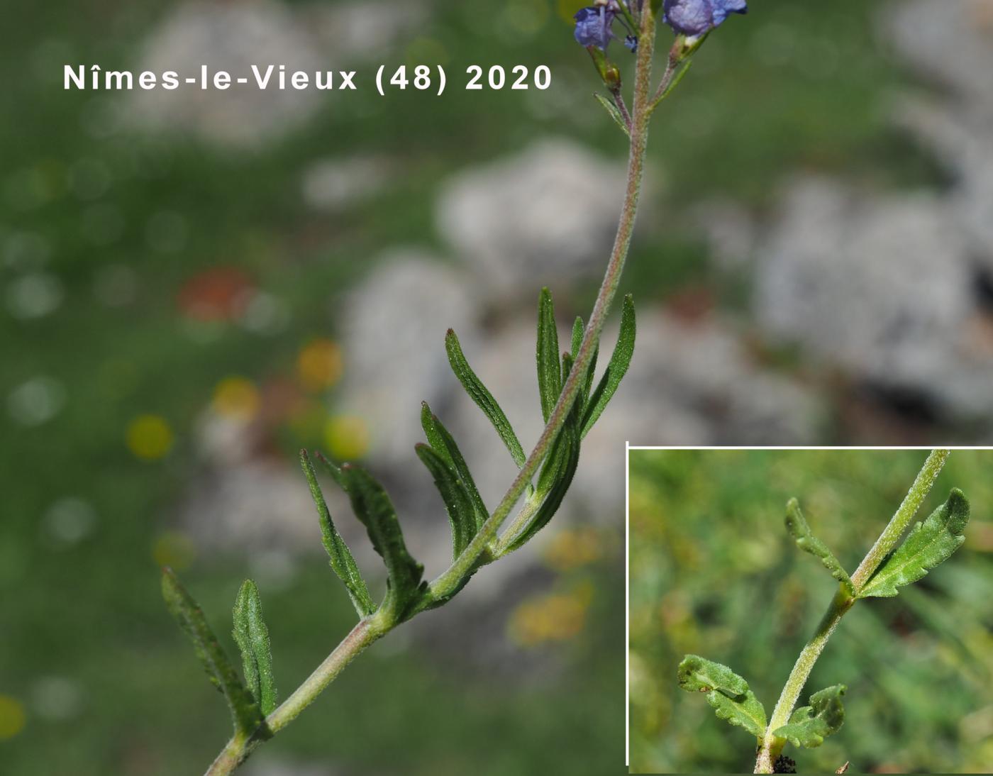 Speedwell, Prostrate leaf